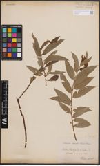 Foto von Salix L.